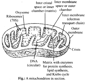 Cell The Unit of Life Diagram 1