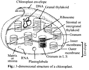 Cell The Unit of Life Diagram 2