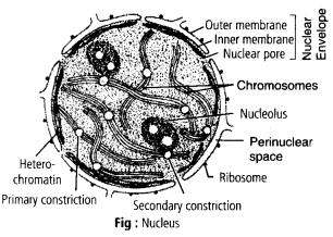 Cell The Unit of Life Diagram 3
