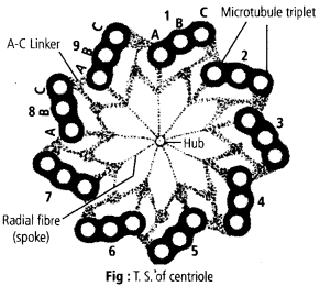 Cell The Unit of Life Diagram 4