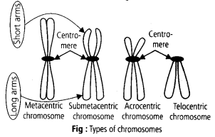 Cell The Unit of Life Diagram 5