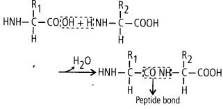 Biomolecules Diagram 2