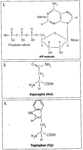Biomolecules Diagram 4