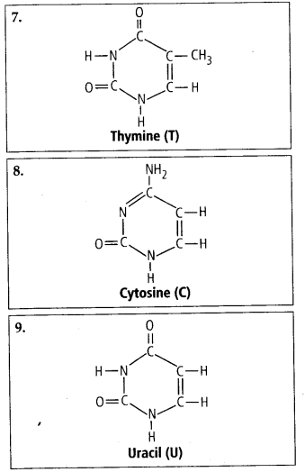 Biomolecules Diagram 6