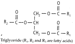 Biomolecules Diagram 8