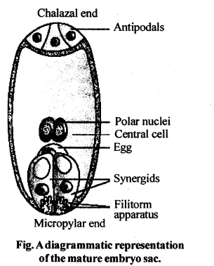 Sexual Reproduction in Flowering Plants Diagram 3