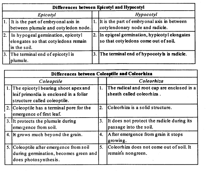 Sexual Reproduction in Flowering Plants Diagram 4