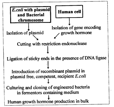 Biotechnology and its Applications Diagram 2