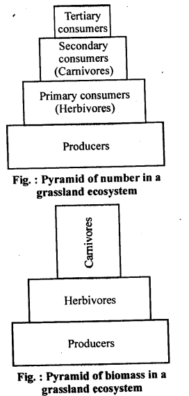 Ecosystem Diagram 1