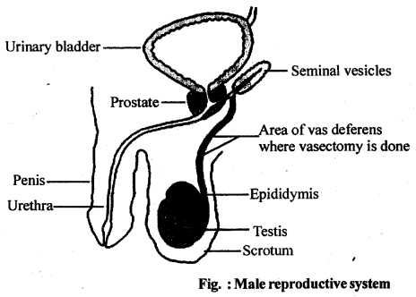 Human Reproduction Diagram 1