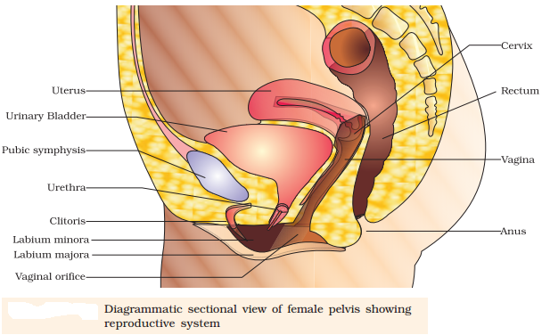 Human Reproduction Diagram 2