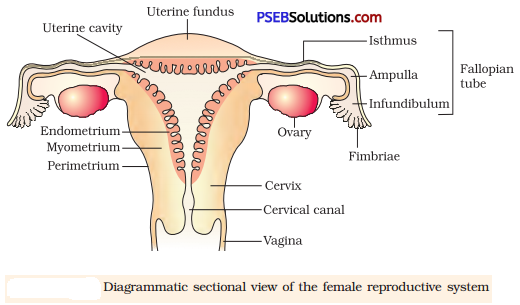 Human Reproduction Diagram 3