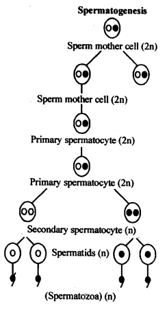 Human Reproduction Diagram 4