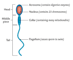 Human Reproduction Diagram 5