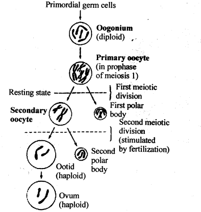Human Reproduction Diagram 6
