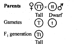 Principles of Inheritance and Variation Diagram 3