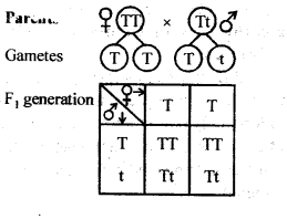 Principles of Inheritance and Variation Diagram 5