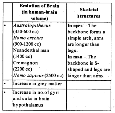 Evolution Diagram 1