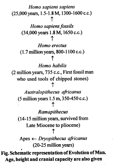 Evolution Diagram 8