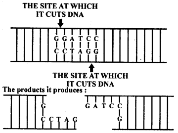 Biotechnology Principles and Processes Diagram 1
