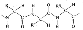 Biomolecules Diagram 10