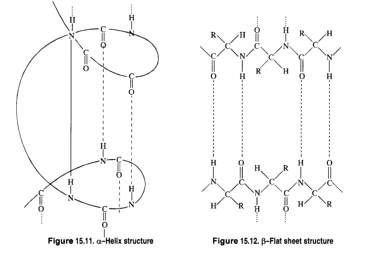 Biomolecules Diagram 11