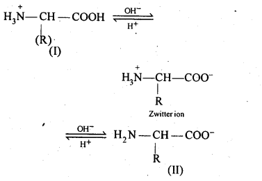 Biomolecules Diagram 13
