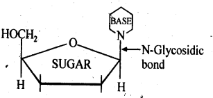 Biomolecules Diagram 14