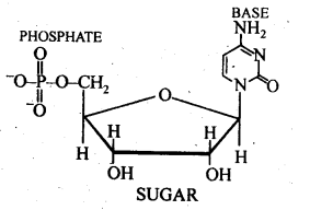 Biomolecules Diagram 15