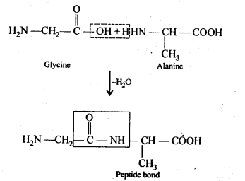 Biomolecules Diagram 9