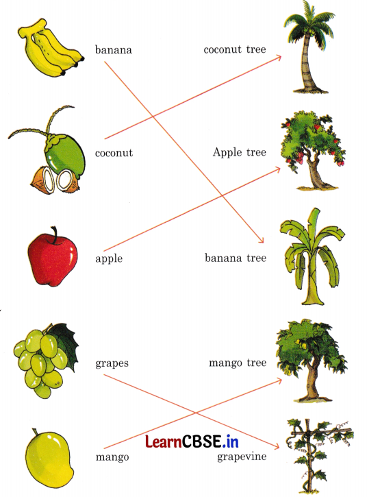 We Are All Indians Diagram 5
