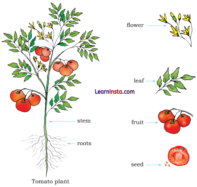 Getting to Know Plants Diagram 11