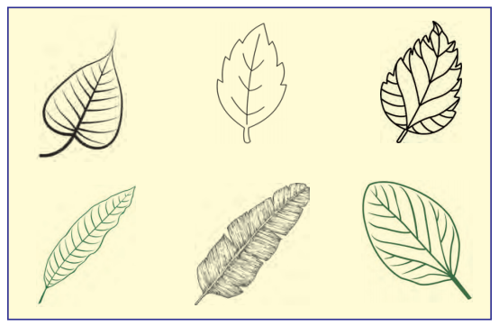 Getting to Know Plants Diagram 14