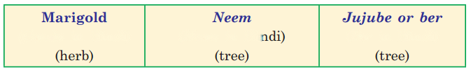 Getting to Know Plants Diagram 4