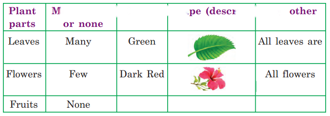 Getting to Know Plants Diagram 8