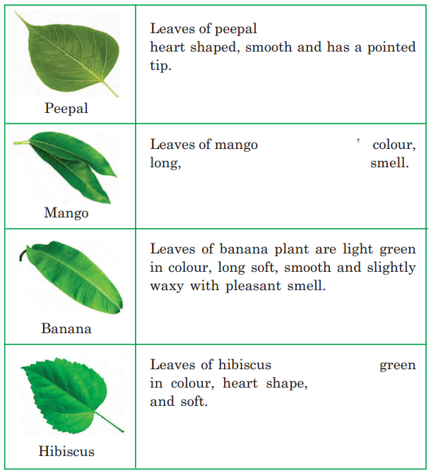 Getting to Know Plants Diagram 9