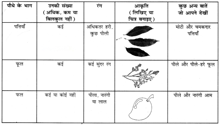 कुछ खोज पेड़-पौधों की (Kuchh_Khoj_Ped_Paudhon_ki) Diagram 5