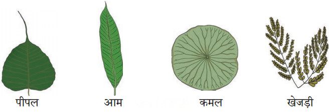 कुछ खोज पेड़-पौधों की (Kuchh_Khoj_Ped_Paudhon_ki) Diagram 6