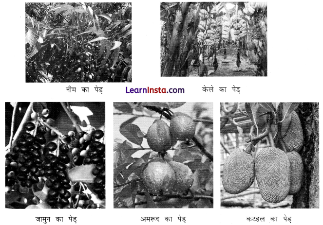 आम का पेड़ (Aam_ka_Ped) Diagram 10
