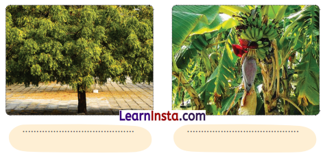 आम का पेड़ (Aam_ka_Ped) Diagram 8
