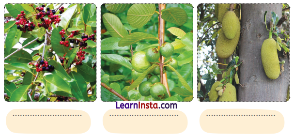 आम का पेड़ (Aam_ka_Ped) Diagram 9