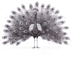 The Tinkling Bells Diagram 7