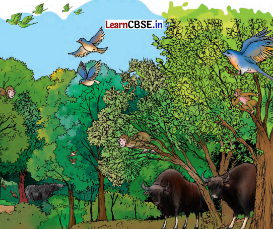 Nature Trail Diagram 1