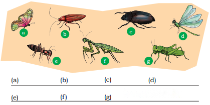 Nature Trail Diagram 13