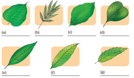 Nature Trail Diagram 14