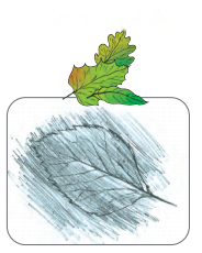 Nature Trail Diagram 17