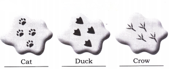 Nature Trail Diagram 5