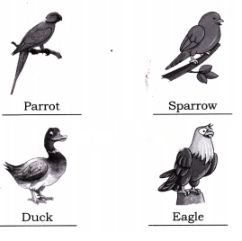 Nature Trail Diagram 8