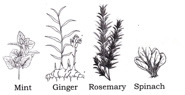 Growing up with Nature Diagram 16