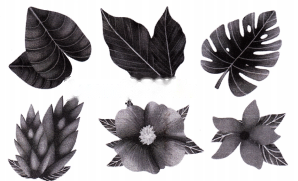 Growing up with Nature Diagram 3